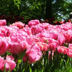 Tulip 'Amazing Grace' -UK Garden Plants Shop tulip amazing grace 3 535d2e64 48a6 4e57 b9ba 74491e71800e