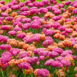 Tulip 'Amazing Grace' -UK Garden Plants Shop tulip amazing grace 4