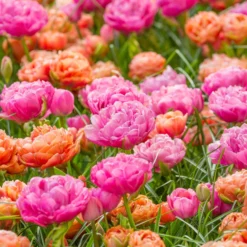 Tulip 'Amazing Grace' -UK Garden Plants Shop tulip amazing grace 5