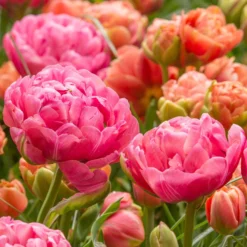 Tulip 'Amazing Grace' -UK Garden Plants Shop tulip amazing grace 6