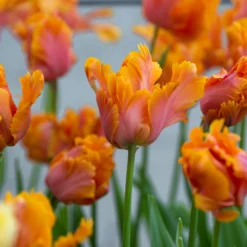 Tulip 'Amazing Parrot' -UK Garden Plants Shop tulip amazing parrot 1 scaled