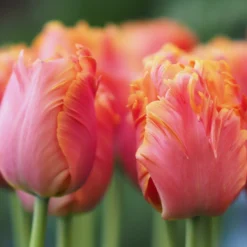 Tulip 'Amazing Parrot' -UK Garden Plants Shop tulip amazing parrot 10 scaled