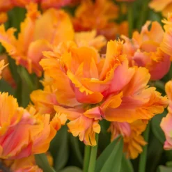 Tulip 'Amazing Parrot' -UK Garden Plants Shop tulip amazing parrot 3 scaled