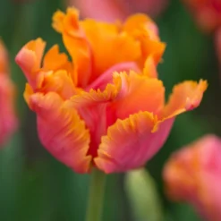 Tulip 'Amazing Parrot' -UK Garden Plants Shop tulip amazing parrot 4 scaled