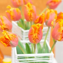 Tulip 'Amazing Parrot' -UK Garden Plants Shop tulip amazing parrot 5