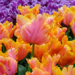 Tulip 'Amazing Parrot' -UK Garden Plants Shop tulip amazing parrot 6 scaled