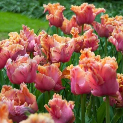 Tulip 'Amazing Parrot' -UK Garden Plants Shop tulip amazing parrot 7