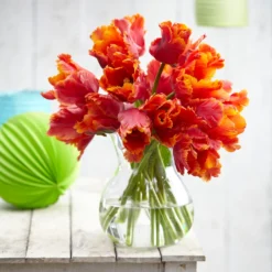 Tulip 'Amazing Parrot' -UK Garden Plants Shop tulip amazing parrot 8