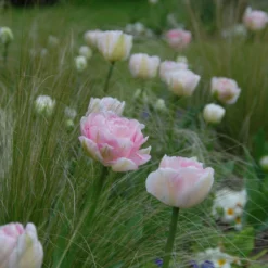 Tulip 'Angelique' -UK Garden Plants Shop tulip angelique 3 scaled