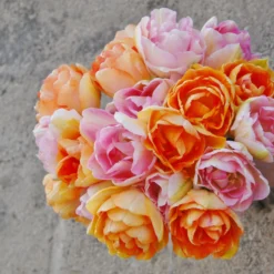 Tulip 'Angelique' -UK Garden Plants Shop tulip angelique 4 scaled