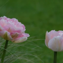 Tulip 'Angelique' -UK Garden Plants Shop tulip angelique 6 scaled
