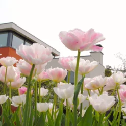 Tulip 'Angelique' -UK Garden Plants Shop tulip angelique 9 scaled