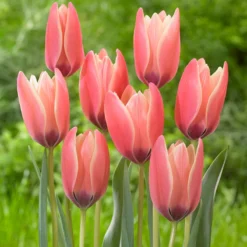 Tulip 'Annika' -UK Garden Plants Shop tulip annika 3