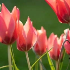 Tulip 'Annika' -UK Garden Plants Shop tulip annika 4