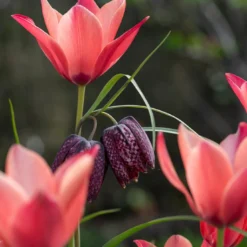 Tulip 'Annika' -UK Garden Plants Shop tulip annika 5