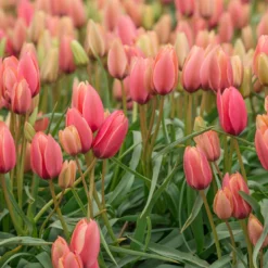 Tulip 'Annika' -UK Garden Plants Shop tulip annika 6