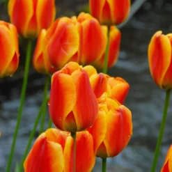 Tulip 'Apeldoorn Elite' -UK Garden Plants Shop tulip apeldoorn elite 7