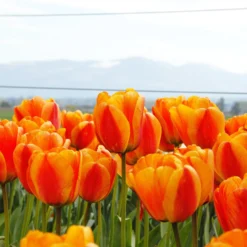 Tulip 'Apeldoorn Elite' -UK Garden Plants Shop tulip apeldoorn elite 8