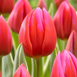 Tulip 'Aphrodite' -UK Garden Plants Shop tulip aphrodite 0