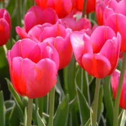 Tulip 'Aphrodite' -UK Garden Plants Shop tulip aphrodite 00