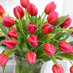 Tulip 'Aphrodite' -UK Garden Plants Shop tulip aphrodite 1