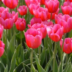 Tulip 'Aphrodite' -UK Garden Plants Shop tulip aphrodite 2