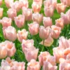 Tulip 'Apricot Beauty' -UK Garden Plants Shop tulip apricot beauty 1