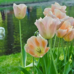 Tulip 'Apricot Beauty' -UK Garden Plants Shop tulip apricot beauty 3