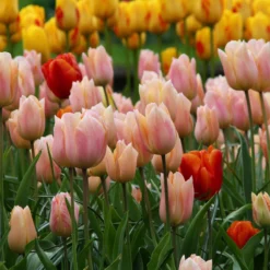 Tulip 'Apricot Beauty' -UK Garden Plants Shop tulip apricot beauty 8