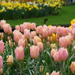 Tulip 'Apricot Beauty' -UK Garden Plants Shop tulip apricot beauty 9