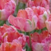 Tulip 'Apricot Parrot' 2 Tulip 'Apricot Parrot' -UK Garden Plants Shop tulip apricot parrot 1