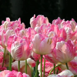 Tulip 'Apricot Parrot' -UK Garden Plants Shop tulip apricot parrot 2 ee02c13a 90b6 469c 9227 ab4c5aba0130
