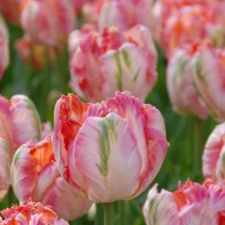 Tulip 'Apricot Parrot' -UK Garden Plants Shop tulip apricot parrot 4