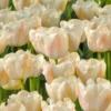 Tulip 'Apricot Pride' -UK Garden Plants Shop tulip apricot pride 0