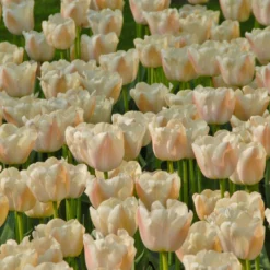 Tulip 'Apricot Pride' -UK Garden Plants Shop tulip apricot pride 1 scaled