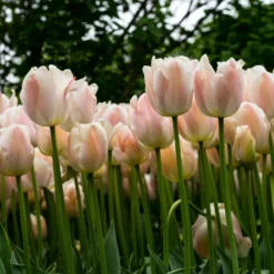 Tulip 'Apricot Pride' -UK Garden Plants Shop tulip apricot pride 3 scaled
