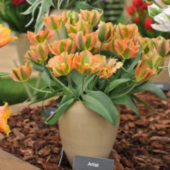 Tulip 'Artist' -UK Garden Plants Shop tulip artist 1 scaled