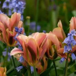 Tulip 'Artist' -UK Garden Plants Shop tulip artist 2 scaled