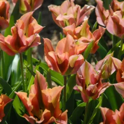 Tulip 'Artist' -UK Garden Plants Shop tulip artist 3 scaled