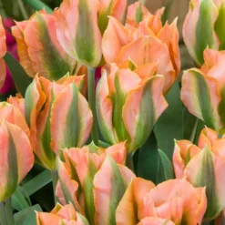 Tulip 'Artist' -UK Garden Plants Shop tulip artist 5 scaled
