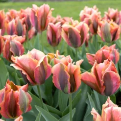 Tulip 'Artist' -UK Garden Plants Shop tulip artist 6 scaled