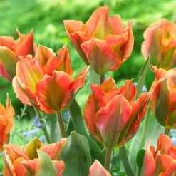 Tulip 'Artist' -UK Garden Plants Shop tulip artist 7