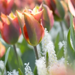 Tulip 'Artist' -UK Garden Plants Shop tulip artist 9