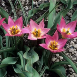 Tulip Aucheriana -UK Garden Plants Shop tulip aucheriana 1