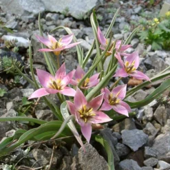 Tulip Aucheriana -UK Garden Plants Shop tulip aucheriana 3