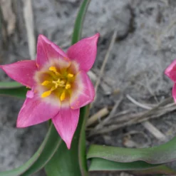Tulip Aucheriana -UK Garden Plants Shop tulip aucheriana 4 scaled