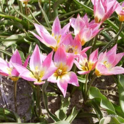 Tulip Aucheriana -UK Garden Plants Shop tulip aucheriana 5