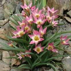 Tulip Aucheriana -UK Garden Plants Shop tulip aucheriana 7