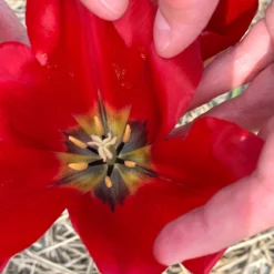 Tulip Aximensis -UK Garden Plants Shop tulip aximensis 0 scaled