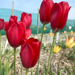Tulip Aximensis -UK Garden Plants Shop tulip aximensis 01 scaled